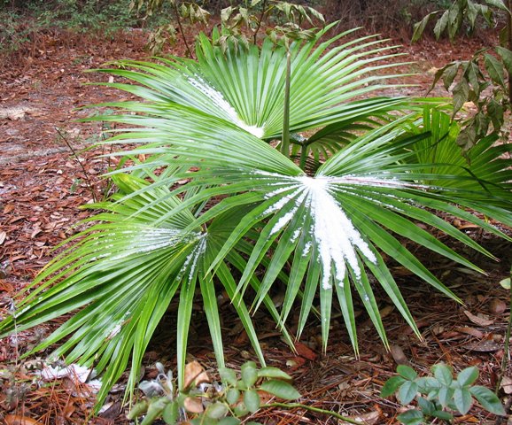 snow Florida style in Citrus County Florida