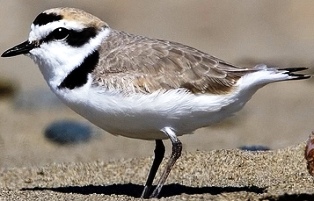 snowy plover bird found on Florida coastlines