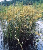 soft rush found in florida