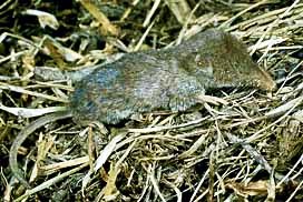  The Southeastern Shrew, Sorex longirostris, is found in throughout north Florida and in central Florida south to Highlands County