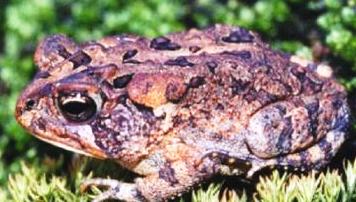 Florida Southern toad