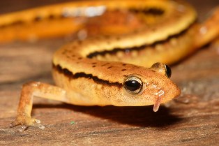 southern two lined salamander