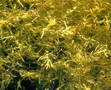 Southern Naiad, a submersed native florida plant