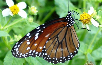 spanish needles in south florida, with a visiting butterfly