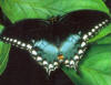 Spicebush Swallowtail butterfly in Florida