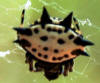 Spiny Orb-Weaver