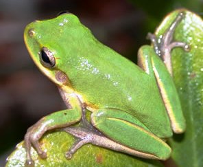 Florida squirrel treefrog