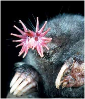 The star-nosed mole, Condylura cristata, has been collected in the Okefenokee Swamp in Georgia and has been reported in Florida.