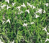 star rush  native florida plant