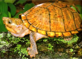 loggerhead musk turtle in Florida