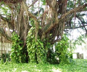 Florida strangler fig