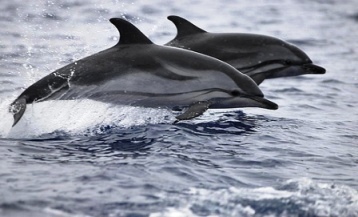 Striped dolphins are the most widespread dolphins in the world. These dolphins can reach lengths of about 9 feet and weigh up to 350 pounds.