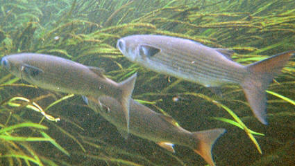 striped black mullet found in Crystal River Florida