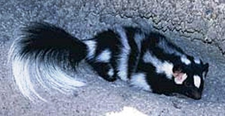 The Eastern spotted skunk, a Florida native mammal