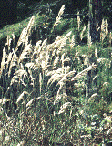 sugarcaneplume grass found along rivers and lakes in Florida
