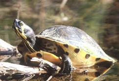 Florida Suwannee Cooter