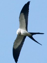 American swallow tail kite
