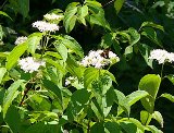 swamp dogwood found along river banks in Florida