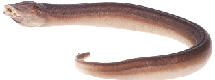 non native swamp eel in south Florida