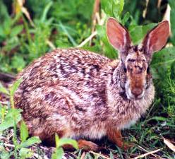 A swamp rabbit is a wood rabbit of marshy coastal areas from North Carolina to Florida.