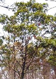 swamp bay tree, native to Florida