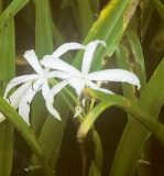 blooming florida swamp lily