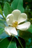 sweet Bay tree, flowering. This tree is native to the state of Florida