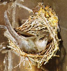 elusive chimney swift bird