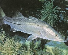 swordspine snook found in southern Florida's manroves