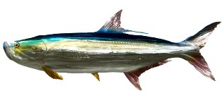 tarpon, a great gamefish in Florida