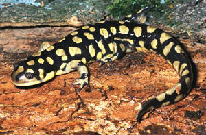 eastern tiger salamander