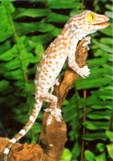 tokay gecko