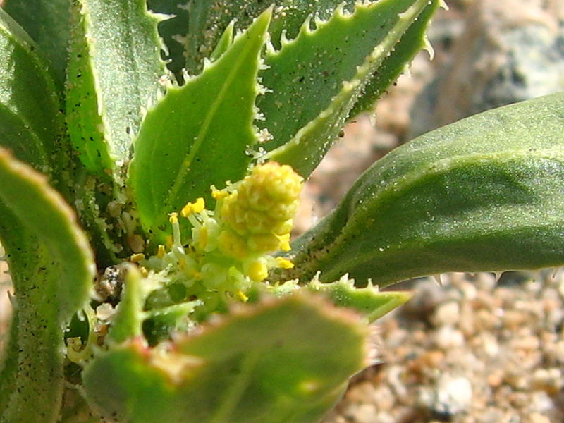 water toothleaf native florida flowering shrub