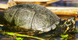 Florida mud turtle