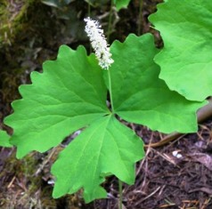 false vanilla leaf plants found native in Florida