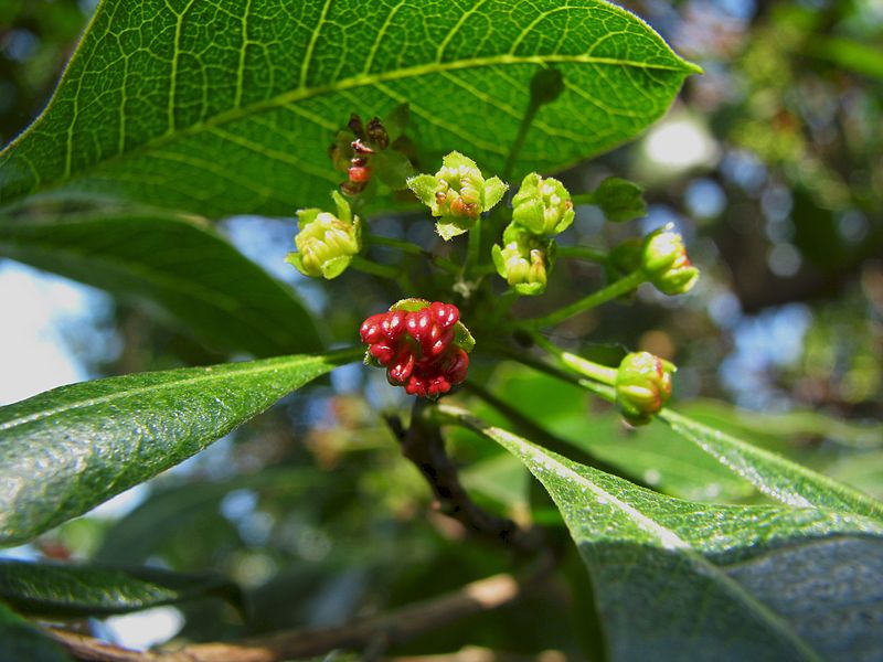 By David Eickhoff from Pearl City, Hawaii, USA (Dodonaea viscosaUploaded by Tim1357) [CC BY 2.0 (https://creativecommons.org/licenses/by/2.0)], via Wikimedia Commons