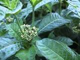 velvet-leafed wild coffe plants growing wild in the Florida hammocks