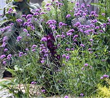 purple verbena attract butterflies