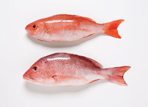 vermillion snapper found off the coast of Florida