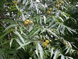 water hickory tree found in Florida