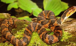 Florida water snake