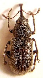 weevil bug