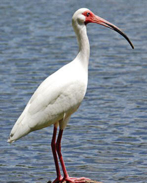 white ibis bird of special concern in the state of Florida