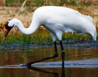 whooping crane bird found in florida and at risk