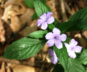 wild petunia plant in Florida