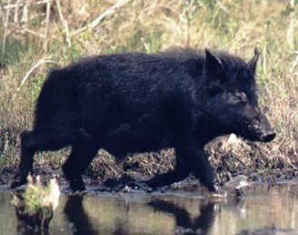 Floridian Nature: Florida's feral hogs