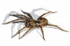 wolf spider