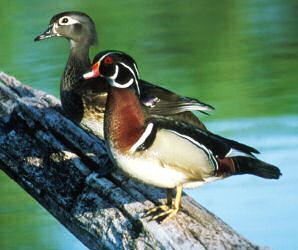 Florida wood ducks