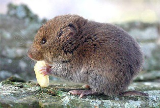 Woodland voles live in deciduous forests in eastern North America, including Florida.