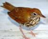 wood thrush